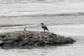 Egyptian plover, Pluvianus aegyptius