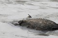 Egyptian plover, Pluvianus aegyptius