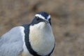 Egyptian plover Pluvianus aegyptius