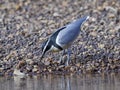 Egyptian plover Pluvianus aegyptius