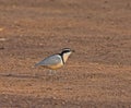 Egyptian Plover at Simenti Royalty Free Stock Photo