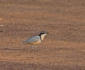 Egyptian Plover at Simenti