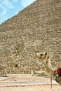 Egyptian pyramid and a camel