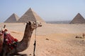 Egyptian Pyramids with a camel on the background Royalty Free Stock Photo