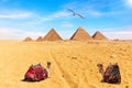 Egyptian Pyramids, camels and a seagull, Giza Royalty Free Stock Photo