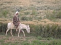 An Egyptian riding patiently on his white donkey