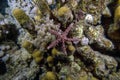 An Egyptian Sea Star Gomophia egyptiaca