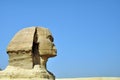 Egyptian Sphynx Royalty Free Stock Photo