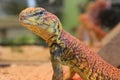 Egyptian spiny-tailed lizard (Uromastyx aegyptia) Royalty Free Stock Photo