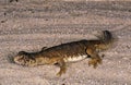 Egyptian Spiny-Tailed Lizard, uromastyx aegyptius, Adult