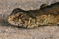 Egyptian Spiny-Tailed Lizard, uromastyx aegyptius, Portrait of Adult