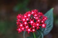 Egyptian star cluster flower with bokeh background Royalty Free Stock Photo