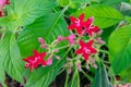 Egyptian star cluster flower in park garden Royalty Free Stock Photo