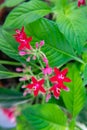 Egyptian star cluster flower in park garden Royalty Free Stock Photo