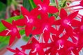 Egyptian star cluster flower in park garden Royalty Free Stock Photo