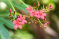 Egyptian Star Cluster flowers or Pentas Lanceolata in a garden. Royalty Free Stock Photo