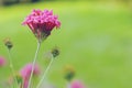 Egyptian starcluster flower in nature