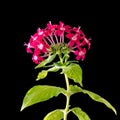 Egyptian starcluster flowers, isolated on black