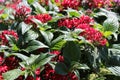 Egyptian starcluster in the garden