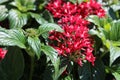 Egyptian starcluster in the garden