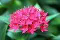 Egyptian starcluster (Pentas Lanceolata)