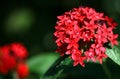 Egyptian Starcluster, Pentas lanceolata