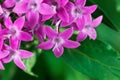 Egyptian starcluster Pentas lanceolata