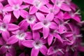 Egyptian starcluster Pentas lanceolata