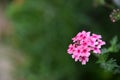 Egyptian starcluster Pentas Lanceolata