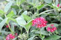 Egyptian starcluster Pentas Lanceolata