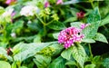 Egyptian starcluster, Star flower in the garden Royalty Free Stock Photo