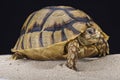 Egyptian tortoise (Testudo kleinmanni)