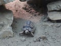 Egyptian tortoise