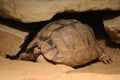 Egyptian tortoise