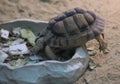 Egyptian tortoise