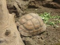 Egyptian tortoise & x28;Testudo Kleinmanni& x29; sleeping