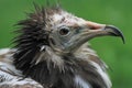 Egyptian Vulture