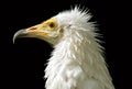 Egyptian vulture