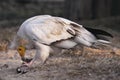 Egyptian vulture Royalty Free Stock Photo