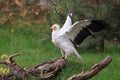 Egyptian vulture Royalty Free Stock Photo