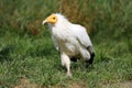 Egyptian vulture