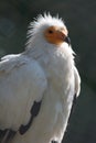 Egyptian vulture Royalty Free Stock Photo