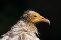 Egyptian Vulture Royalty Free Stock Photo