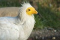 Egyptian vulture Royalty Free Stock Photo