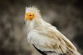 Egyptian vulture close-up detail, Neophron percnopterus, big bird of prey sitting on the stone in nature habitat, Turkey. White Royalty Free Stock Photo