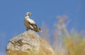 Egyptian Vulture Royalty Free Stock Photo