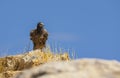 Egyptian Vulture Royalty Free Stock Photo