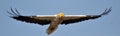 Egyptian Vulture Royalty Free Stock Photo