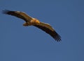 Egyptian Vulture in flight Royalty Free Stock Photo