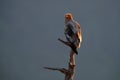 Egyptian vulture fly, Neophron percnopterus, big bird evening landing on the tree trunk, Madzarovo, Bulgaria, Eastern Rhodopes. Royalty Free Stock Photo